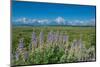 Silky lupine, Lunch Tree Hill, Grand Teton National Park, Wyoming, Usa.-Roddy Scheer-Mounted Photographic Print