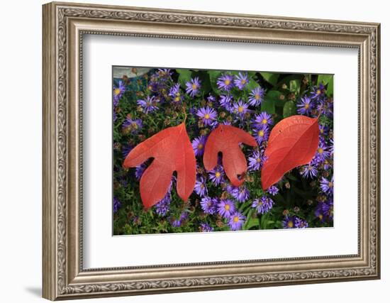 Silky Sassafras, Sassafras Albidum, Leaves, Wild Chrysanthemum-Werner Layer-Framed Photographic Print