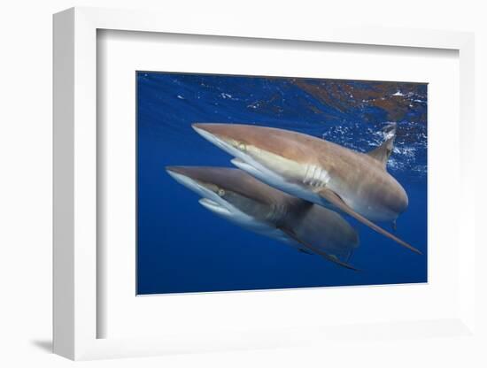 Silky shark two swimming together, Jardines de la Reina National Park, Caribbean Sea, Cuba-Claudio Contreras-Framed Photographic Print