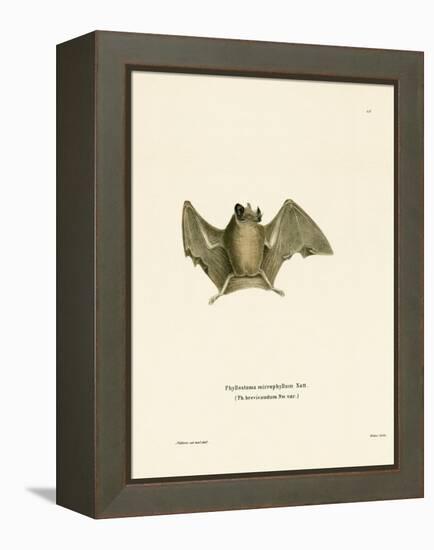 Silky Short-Tailed Bat-null-Framed Premier Image Canvas