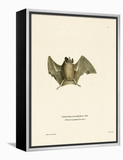 Silky Short-Tailed Bat-null-Framed Premier Image Canvas