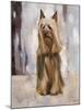 Silky Terrier I-Solveiga-Mounted Giclee Print