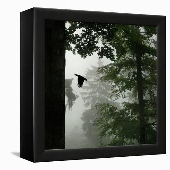 Sillhouette of Black Woodpecker {Dryocopus Martius} Flying from Nest, Vosges Mountains, Lorraine-Poinsignon and Hackel-Framed Premier Image Canvas