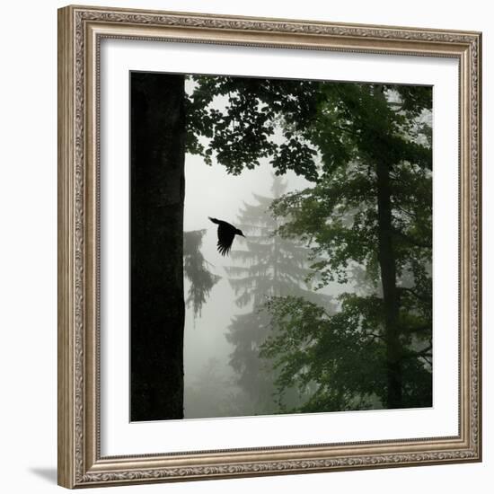 Sillhouette of Black Woodpecker {Dryocopus Martius} Flying from Nest, Vosges Mountains, Lorraine-Poinsignon and Hackel-Framed Photographic Print