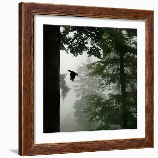 Sillhouette of Black Woodpecker {Dryocopus Martius} Flying from Nest, Vosges Mountains, Lorraine-Poinsignon and Hackel-Framed Photographic Print