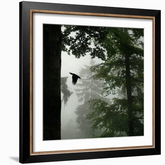 Sillhouette of Black Woodpecker {Dryocopus Martius} Flying from Nest, Vosges Mountains, Lorraine-Poinsignon and Hackel-Framed Photographic Print