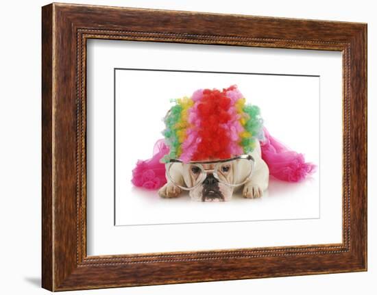 Silly Dog - English Bulldog Dressed Up Like A Clown On White Background-Willee Cole-Framed Photographic Print