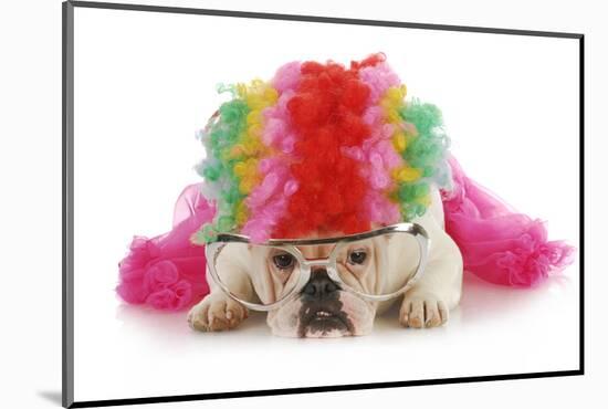 Silly Dog - English Bulldog Dressed Up Like A Clown On White Background-Willee Cole-Mounted Photographic Print