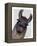 Silly Llama-Fab Funky-Framed Stretched Canvas