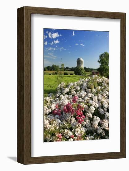 Silo and Wild Roses in Marion County, Oregon, USA-Jaynes Gallery-Framed Photographic Print