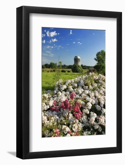 Silo and Wild Roses in Marion County, Oregon, USA-Jaynes Gallery-Framed Photographic Print