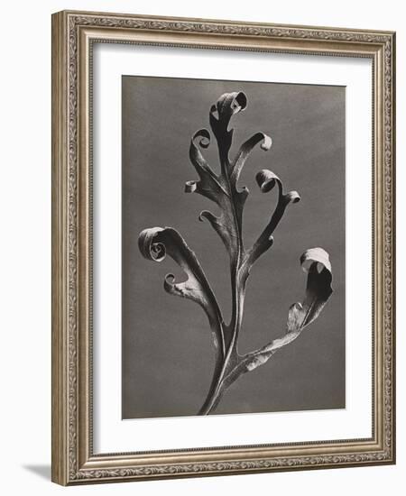 Silphium Iaciniatum, Kompassplanze, 1900-1928-Eugene Atget-Framed Giclee Print