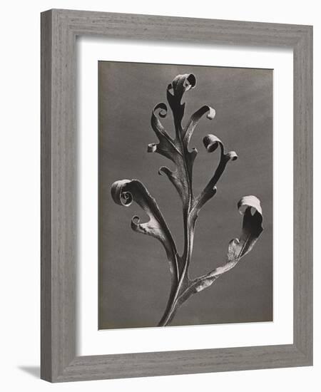 Silphium Iaciniatum, Kompassplanze, 1900-1928-Eugene Atget-Framed Giclee Print