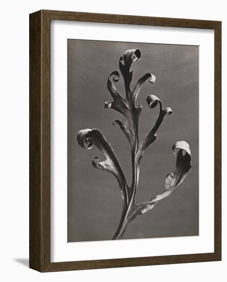 Silphium Iaciniatum, Kompassplanze, 1900-1928-Eugene Atget-Framed Giclee Print