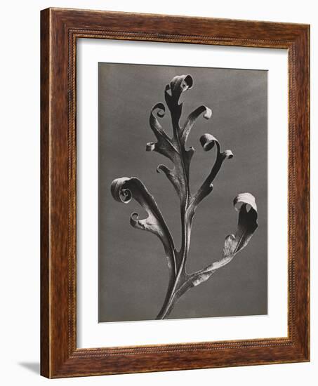 Silphium Iaciniatum, Kompassplanze, 1900-1928-Eugene Atget-Framed Giclee Print