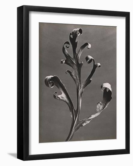 Silphium Iaciniatum, Kompassplanze, 1900-1928-Eugene Atget-Framed Giclee Print