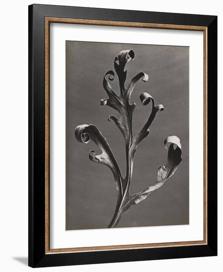 Silphium Iaciniatum, Kompassplanze, 1900-1928-Eugene Atget-Framed Giclee Print