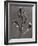 Silphium Iaciniatum, Kompassplanze, 1900-1928-Eugene Atget-Framed Giclee Print