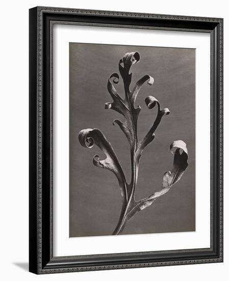 Silphium Iaciniatum, Kompassplanze, 1900-1928-Eugene Atget-Framed Giclee Print