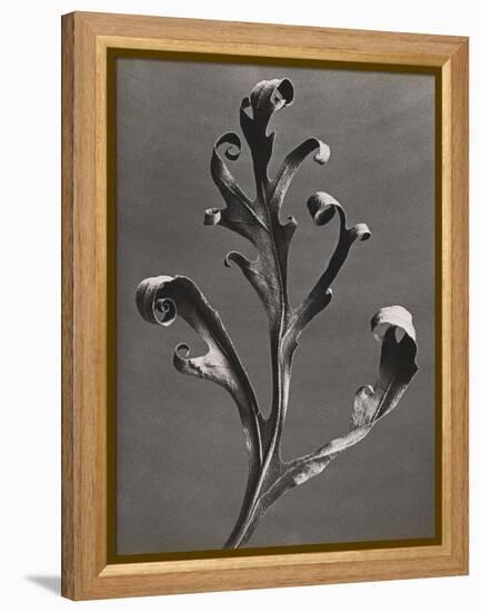 Silphium Iaciniatum, Kompassplanze, 1900-1928-Eugene Atget-Framed Premier Image Canvas