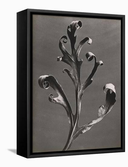 Silphium Iaciniatum, Kompassplanze, 1900-1928-Eugene Atget-Framed Premier Image Canvas