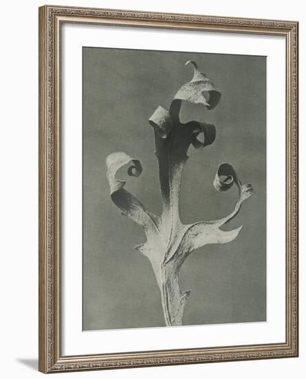 Silphium-Karl Blossfeldt-Framed Giclee Print