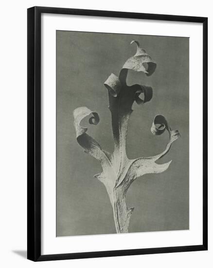 Silphium-Karl Blossfeldt-Framed Giclee Print