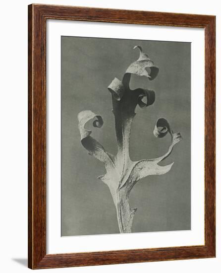 Silphium-Karl Blossfeldt-Framed Giclee Print