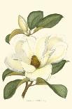 Magnolia-null-Framed Art Print