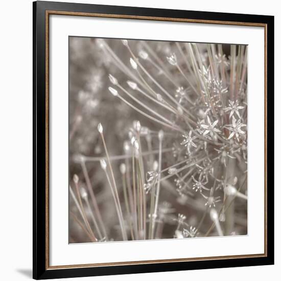 Silver Alliums-Assaf Frank-Framed Art Print