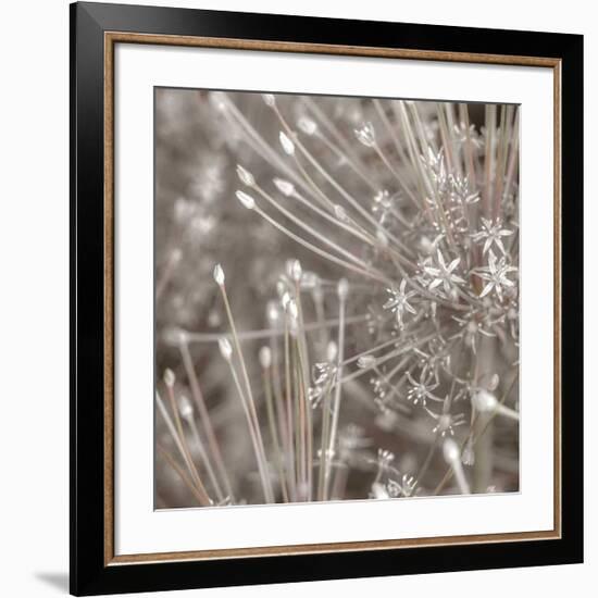 Silver Alliums-Assaf Frank-Framed Art Print