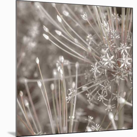 Silver Alliums-Assaf Frank-Mounted Art Print