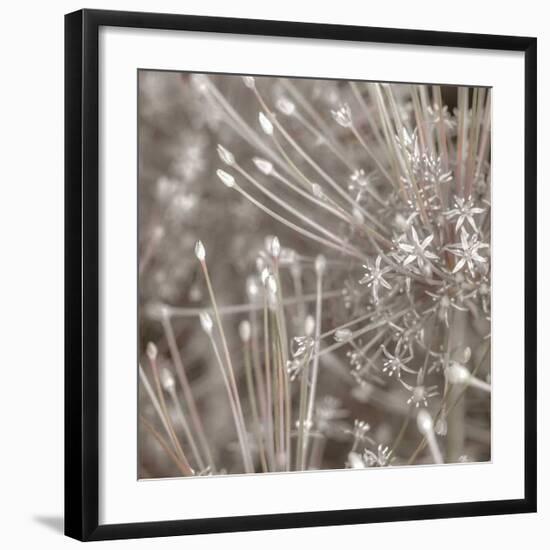 Silver Alliums-Assaf Frank-Framed Giclee Print