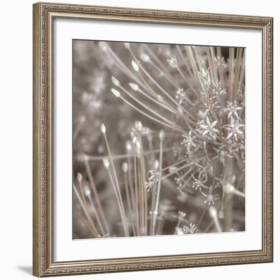 Silver Alliums-Assaf Frank-Framed Giclee Print