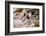 Silver and Gold-Ursula Abresch-Framed Photographic Print