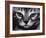 Silver Bengal Cat-Sarah Stribbling-Framed Art Print