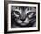 Silver Bengal Cat-Sarah Stribbling-Framed Art Print