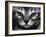 Silver Bengal Cat-Sarah Stribbling-Framed Art Print