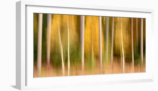 Silver birch and conifers, The New Forest, Hampshire, UK-Ross Hoddinott-Framed Photographic Print