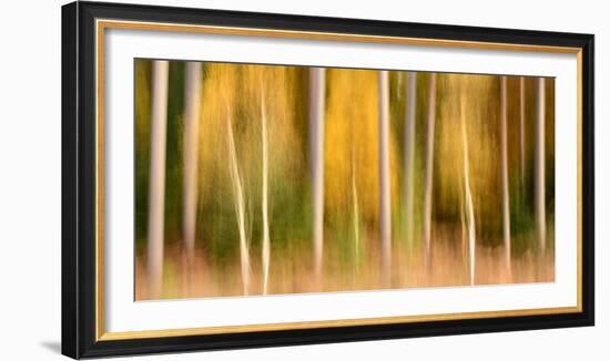 Silver birch and conifers, The New Forest, Hampshire, UK-Ross Hoddinott-Framed Photographic Print