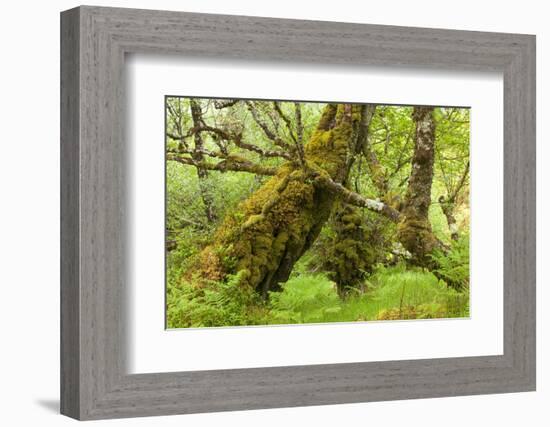 Silver Birch (Betula Pendula) with Trunk Covered in Moss in Natural Woodland, Highlands, Scotland-Mark Hamblin-Framed Photographic Print