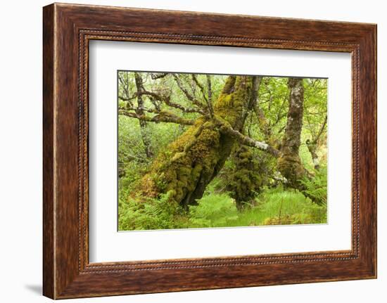 Silver Birch (Betula Pendula) with Trunk Covered in Moss in Natural Woodland, Highlands, Scotland-Mark Hamblin-Framed Photographic Print