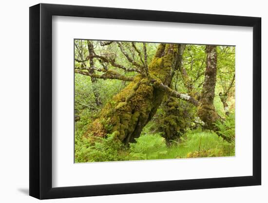 Silver Birch (Betula Pendula) with Trunk Covered in Moss in Natural Woodland, Highlands, Scotland-Mark Hamblin-Framed Photographic Print