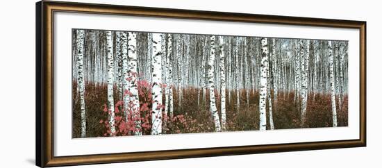 Silver Birch Forest, China--Framed Art Print