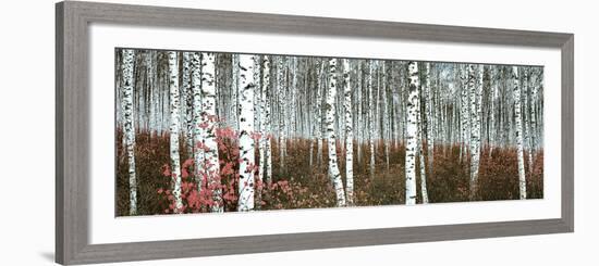 Silver Birch Forest, China-null-Framed Art Print