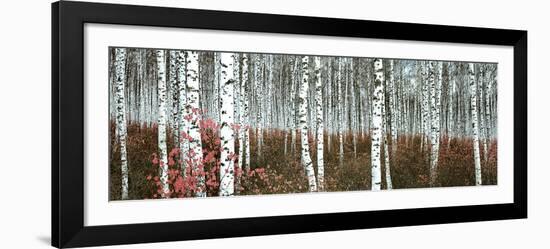 Silver Birch Forest, China-null-Framed Art Print