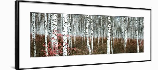 Silver Birch Forest, China-null-Framed Art Print