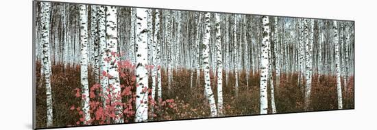 Silver Birch Forest, China-null-Mounted Art Print