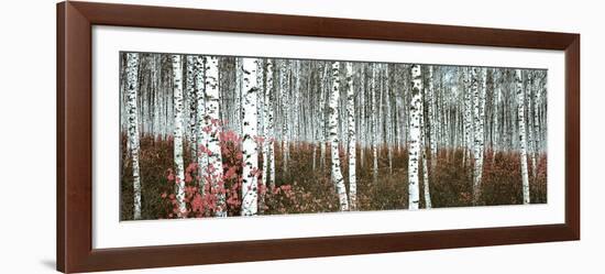 Silver Birch Forest, China-null-Framed Art Print