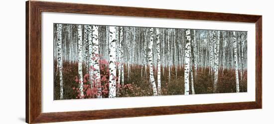 Silver Birch Forest, China--Framed Art Print